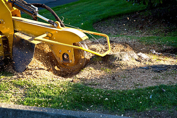 Best Large Tree Removal  in Costa Mesa, CA